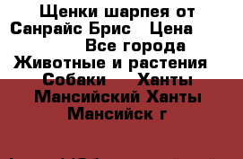 Щенки шарпея от Санрайс Брис › Цена ­ 30 000 - Все города Животные и растения » Собаки   . Ханты-Мансийский,Ханты-Мансийск г.